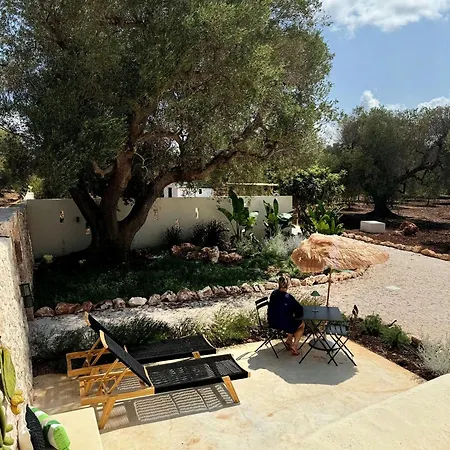Trullo Among Ancient Olives In Valle D'itria