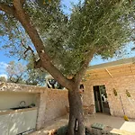 Trullo Among Ancient Olives In Valle D'itria Ostuni